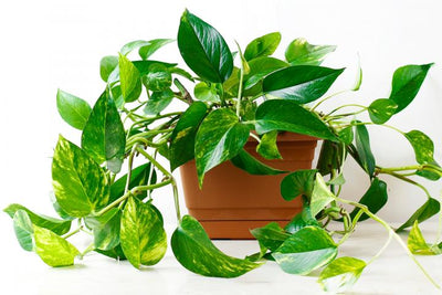 3 Low Maintenance Indoor Plants to Look Into